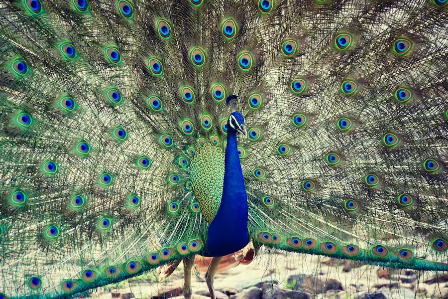 Peacock near Safari Lodge in Ranthambore