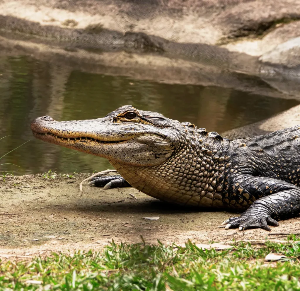 Crocodile near Safari Lodge in Ranthambore
