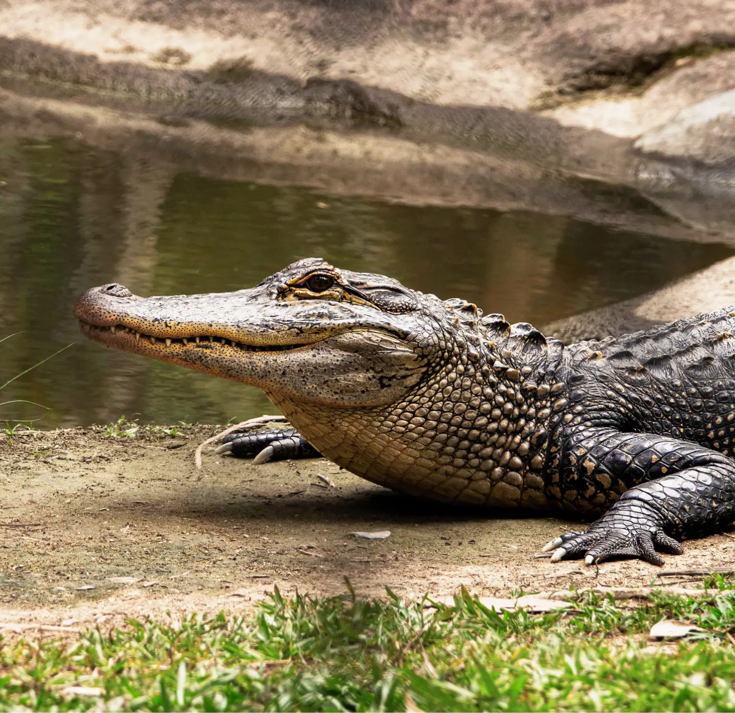 Crocodile near Hotel in Ranthambore