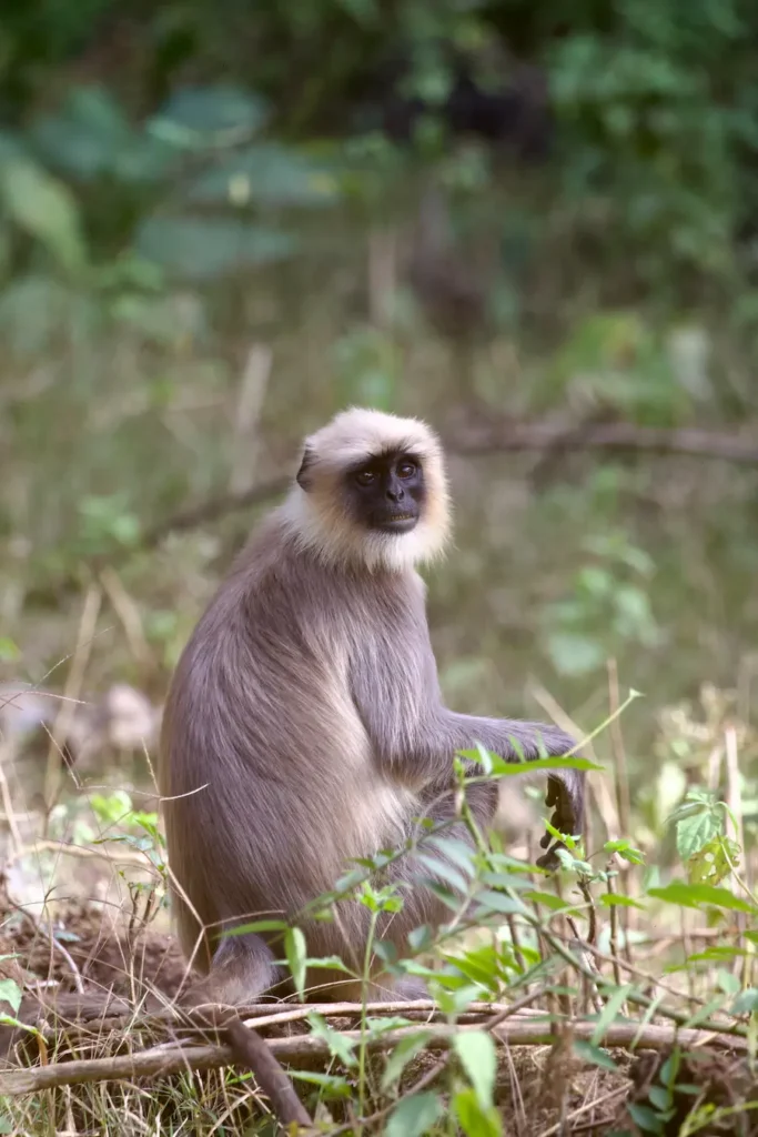 Monkey near Safari Lodge in Ranthambore