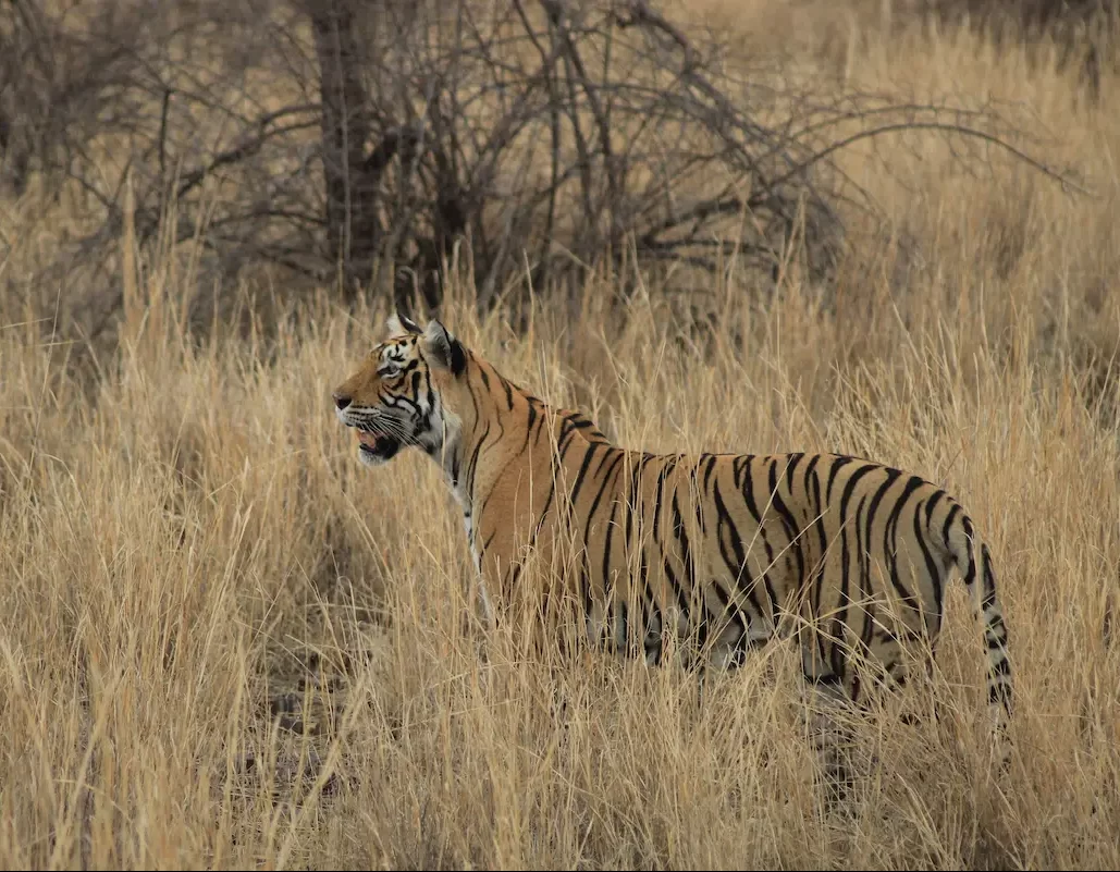 Tiger near Safari Lodge in Ranthambore