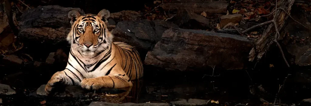Tiger near Safari Lodge in Ranthambore 
