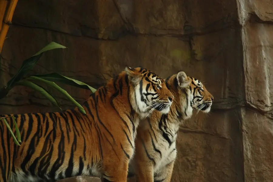 Tigers near  Safari Lodge in Ranthambore