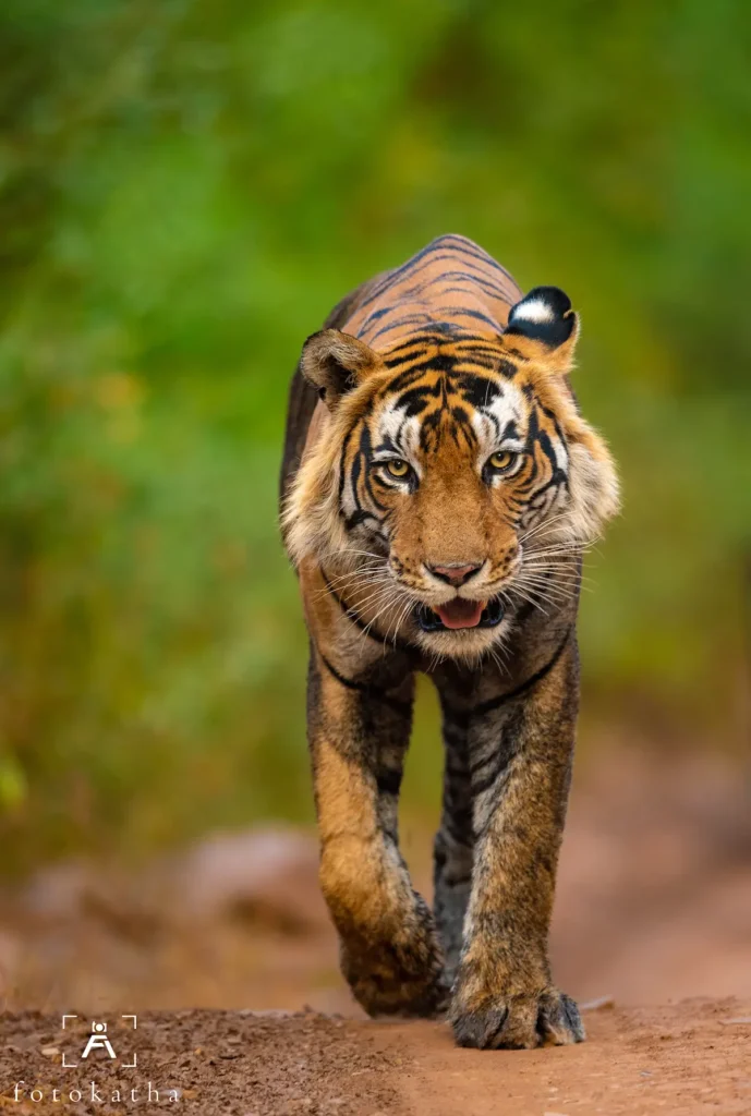 Tiger walking near Safari Lodge in Ranthambore