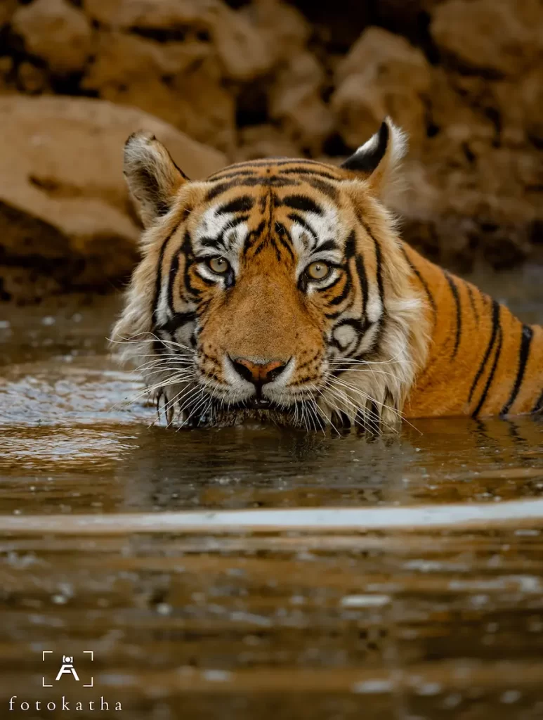 Tiger in water near Safari Lodge in Ranthambore