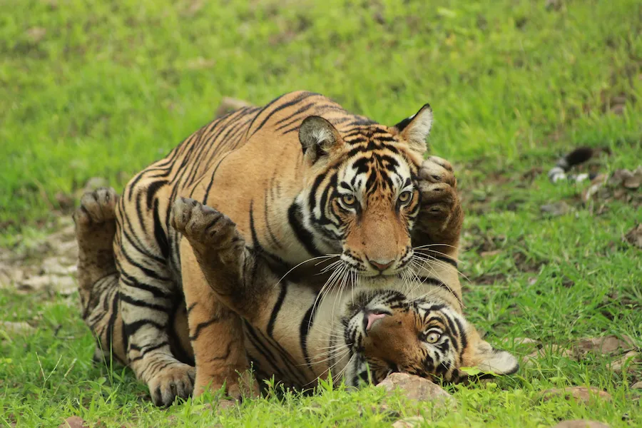 Tigers enjoying near Safari Lodge in Ranthambore 