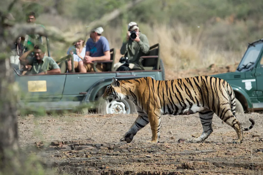 Tiger safari near Safari Lodge in Ranthambore 