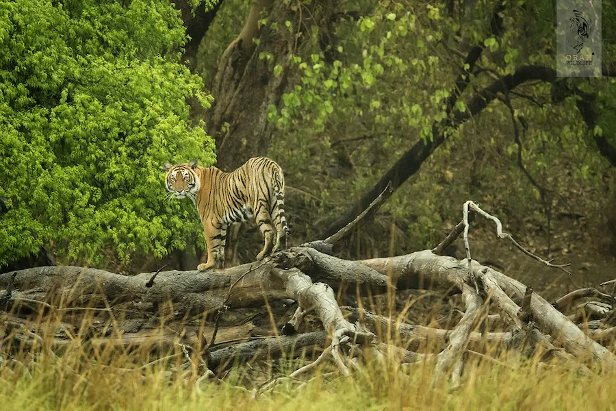 Tiger on branch near Safari Lodge in Ranthambore 