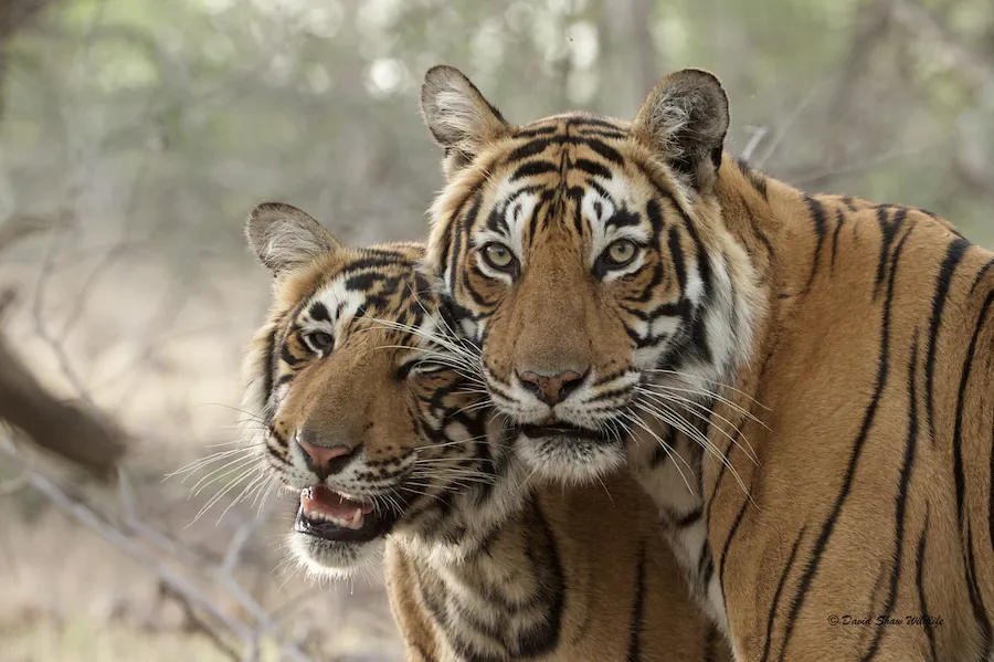 Tigers near Safari Lodge in Ranthambore 