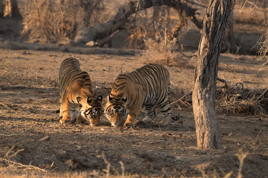 Tigers near Safari Lodge in Ranthambore 