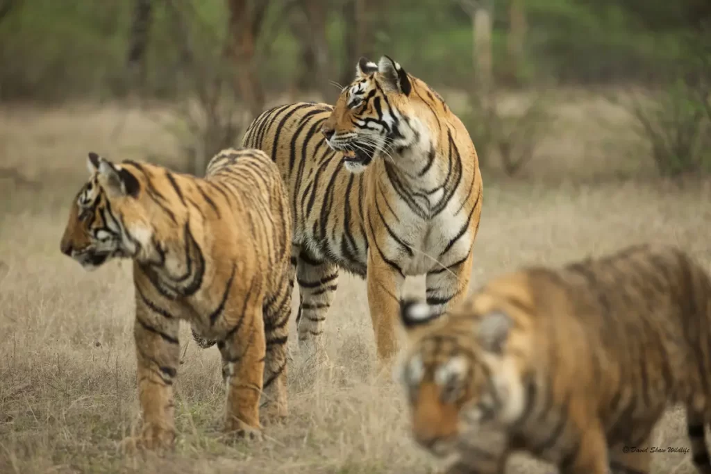 Group of Tigers near Safari Lodge in Ranthambore 