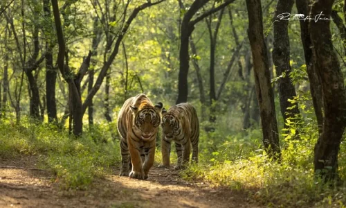 How to Plan a Ranthambore Jungle Safari Tour: A Complete Guide