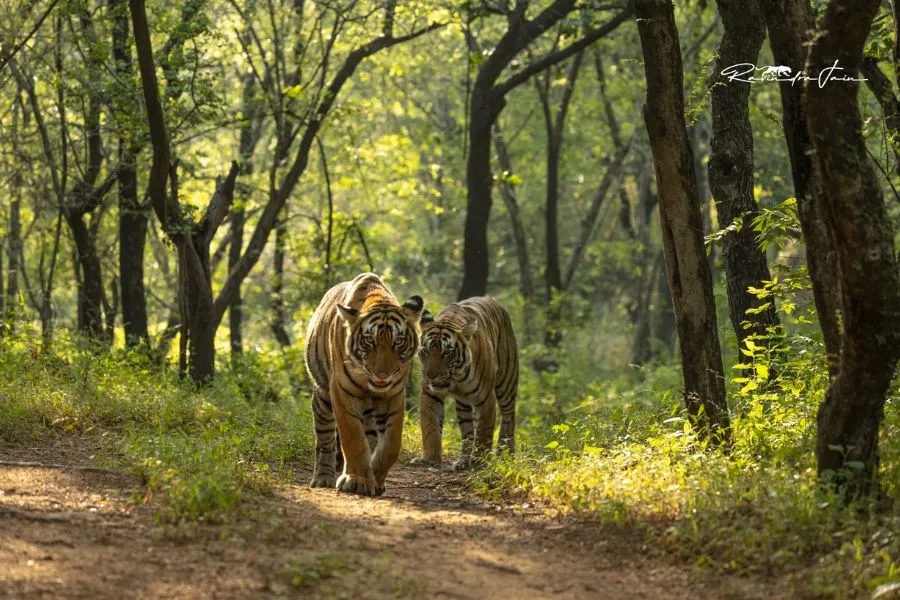 Hotel Ranthambore Regency - Gallery3