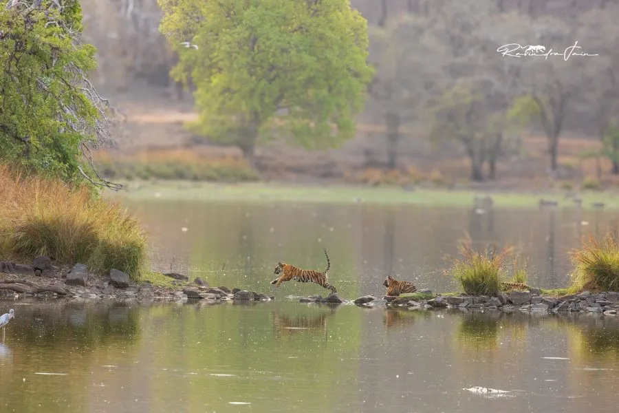 Hotel Ranthambore Regency - Gallery4