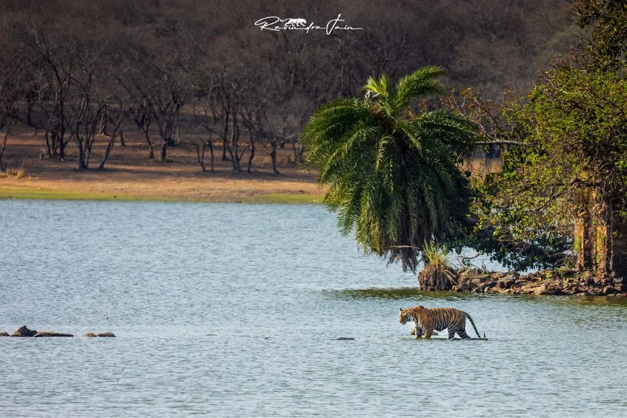 Hotel Ranthambore Regency - Gallery5