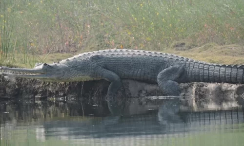 Chambal River Safari: A Journey into the Heart of Nature